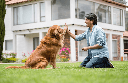 automation to help dog trainers